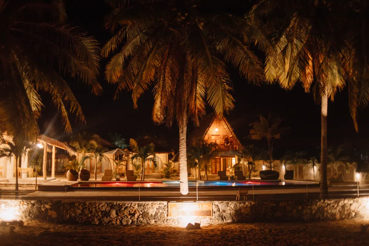 The garden and palms lit at night
